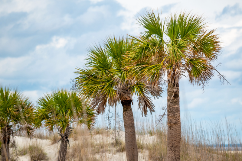 Palmetto trees with a blue sky in the background